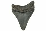 Juvenile Megalodon Tooth - South Carolina #313846-1